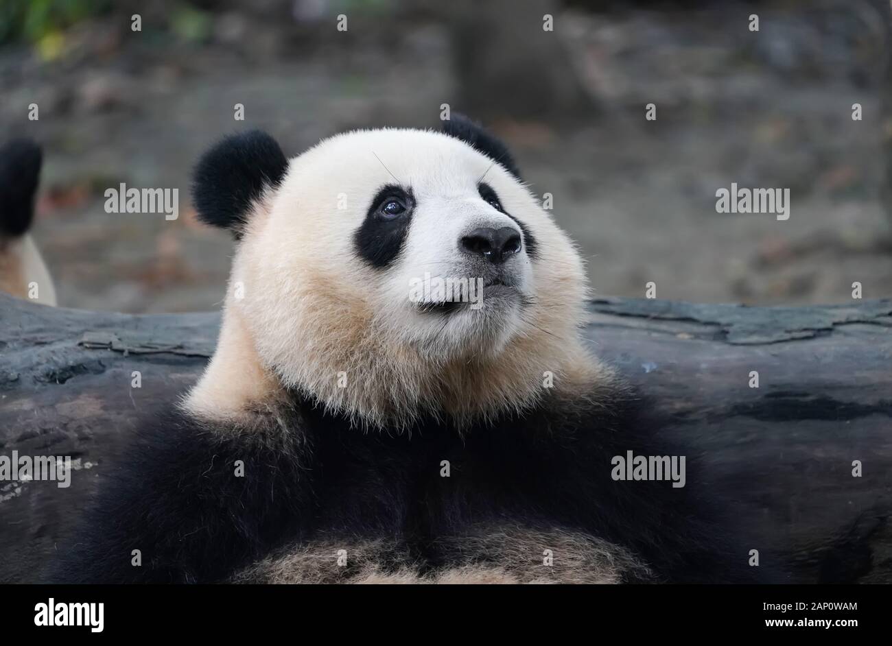 Panda gigante comiendo bambú,Animales Salvajes. Foto de stock