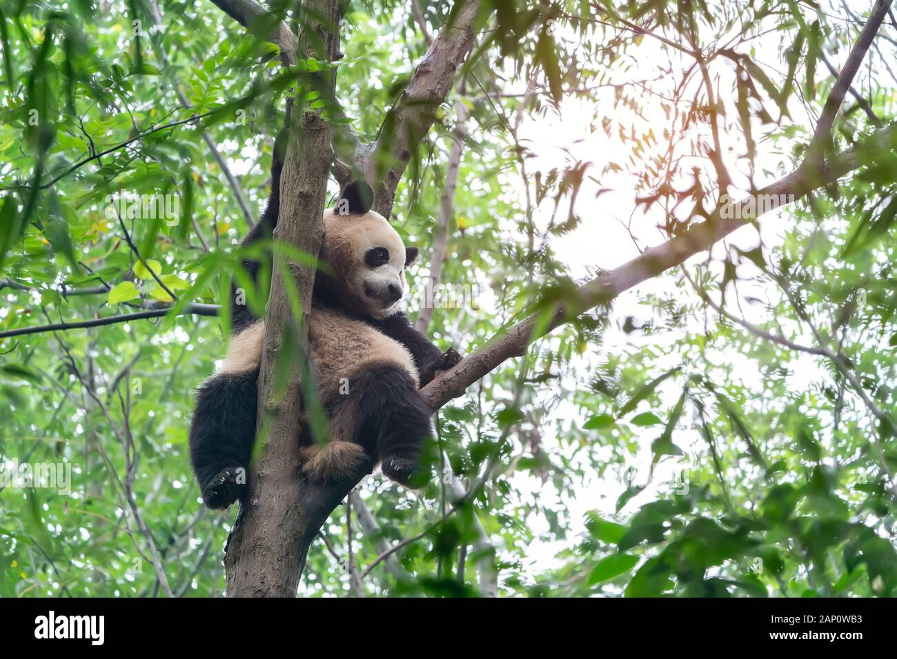 Panda gigante en el árbol. Foto de stock