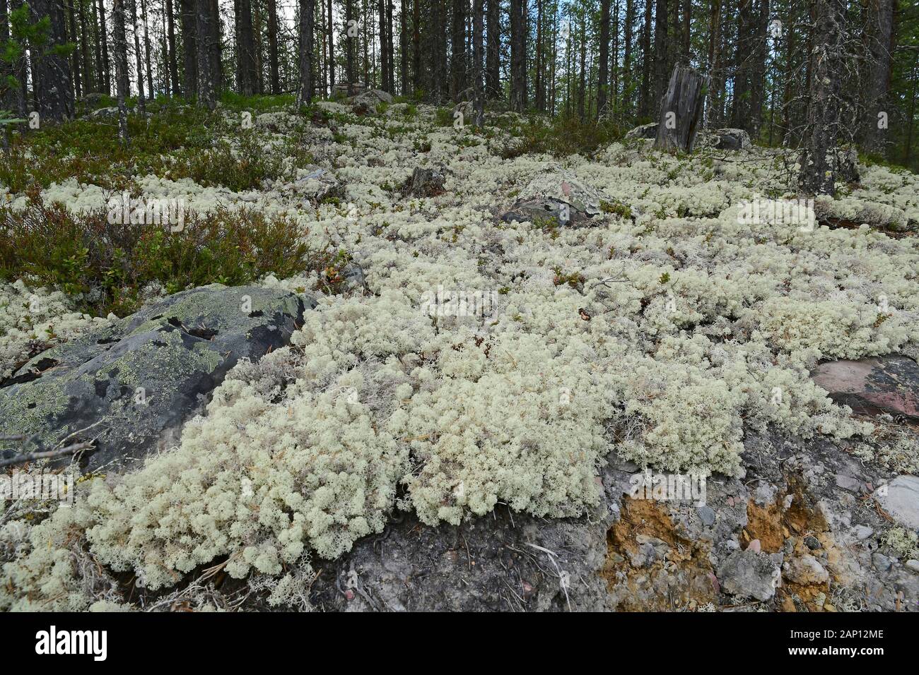 Liquen de reno de almohada (Cladonia rangiferina) cubriendo el suelo del bosque. Suecia Foto de stock