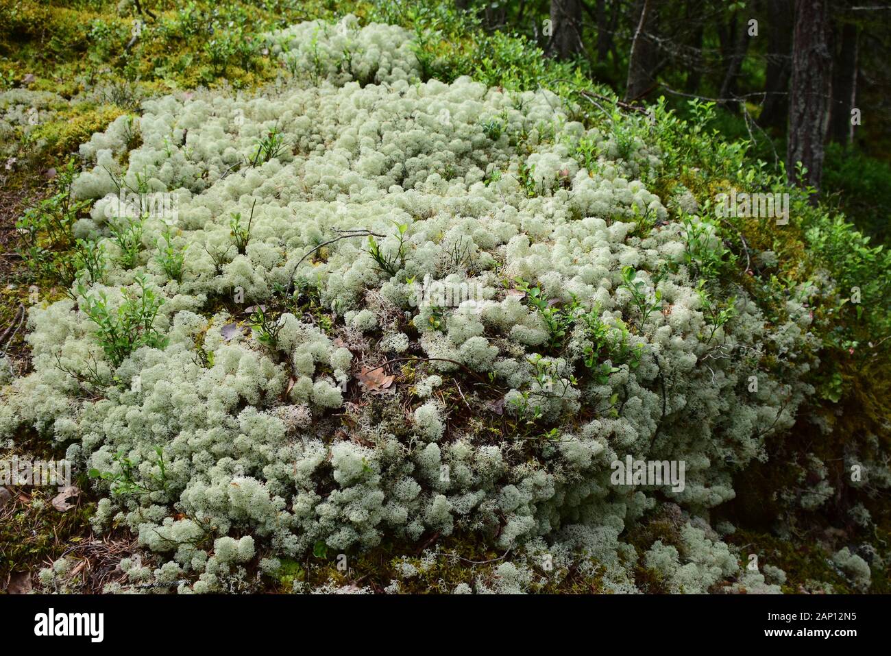 Liquen de reno de almohada (Cladonia rangiferina) cubriendo el suelo del bosque. Suecia Foto de stock