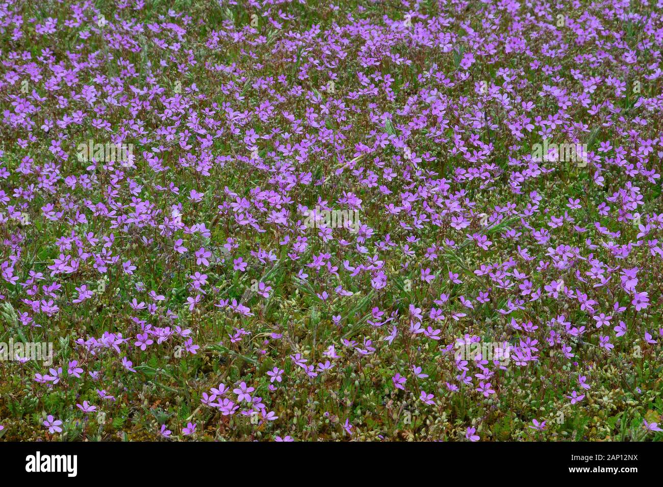 Redstem Stork's Bill (Erodium cicutarium). Grupo de plantas de flores en un prado. Suecia Foto de stock