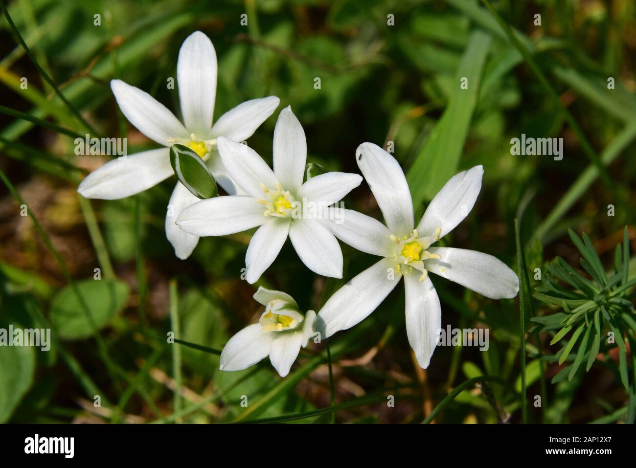 Estrella de Belén, lirio de hierba (Ornithogalum umbellatum), tallo con flores y capullos de flores. Suecia Foto de stock