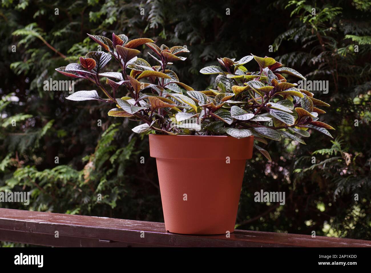 Begonia sueca fotografías e imágenes de alta resolución - Alamy