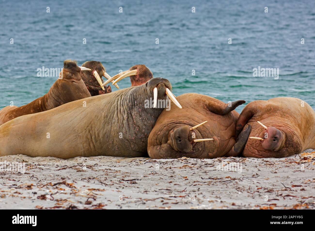 La Morsa Femenina Mira La Cámara Foto de archivo - Imagen de archipiélago,  miradas: 183546560