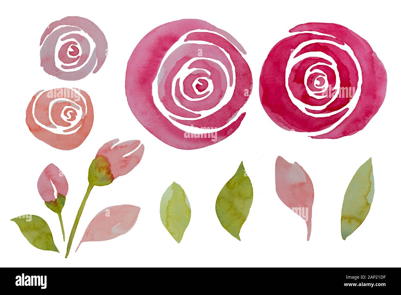 Rosa rosas y hojas de acuarela, ilustración. Elegante con flores pintadas a  mano Fotografía de stock - Alamy