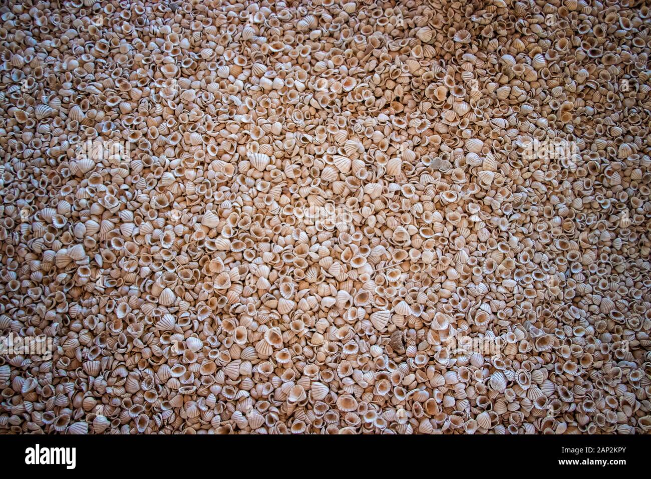 Muchos shells radican sobre todo el suelo. Se encuentra en una concha isla en Senegal, África. Es un contexto natural en un entorno natural. Foto de stock