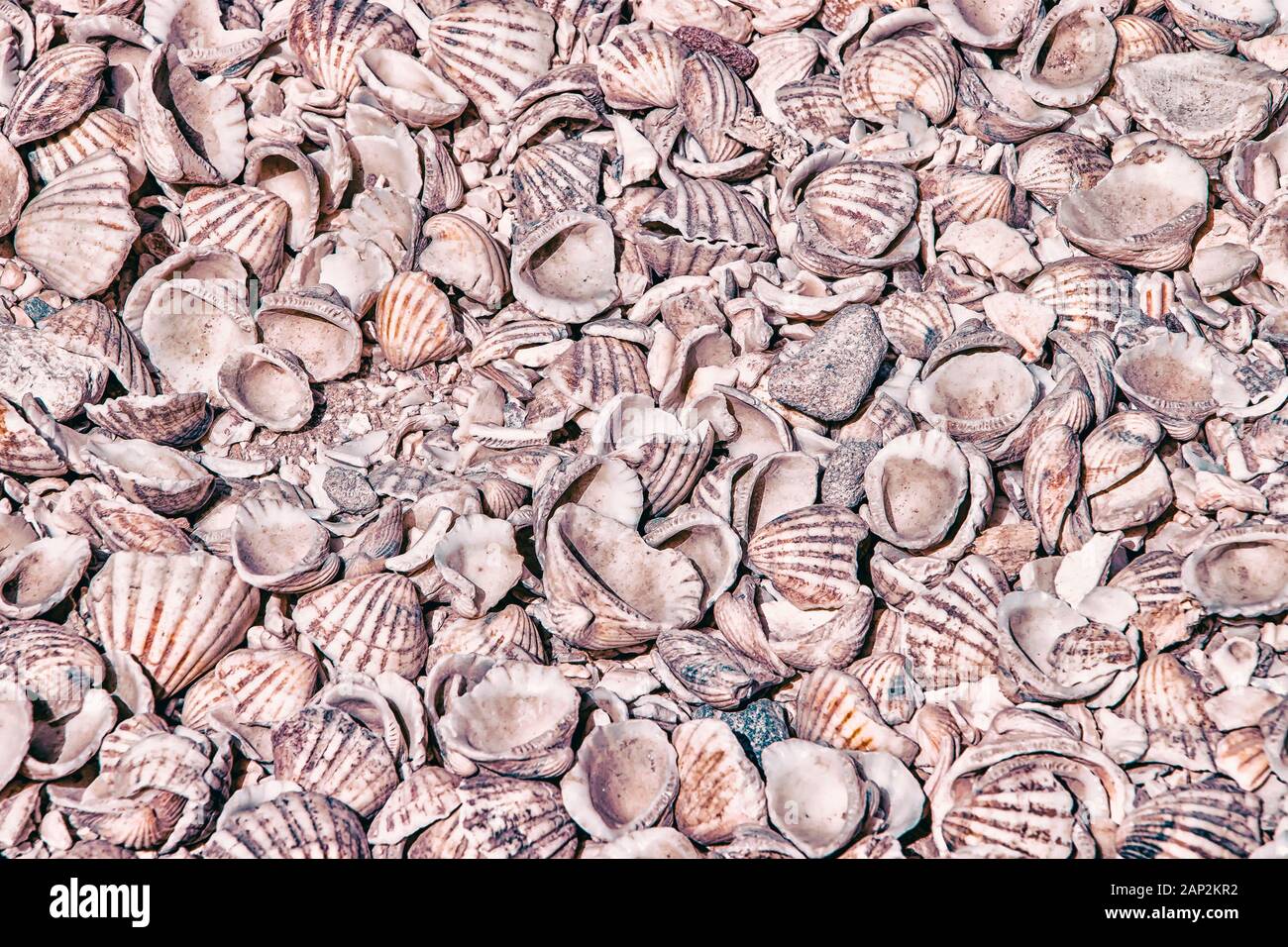 Muchos shells radican sobre todo el suelo. Se encuentra en una concha isla en Senegal, África. Es un contexto natural en un entorno natural. Foto de stock