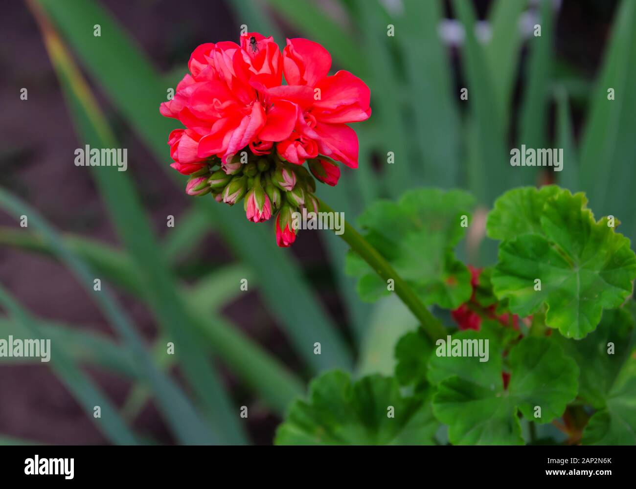 flor de geranio rojo sobre un fondo de hojas verdes en un día cálido en el  jardín, primer plano Fotografía de stock - Alamy