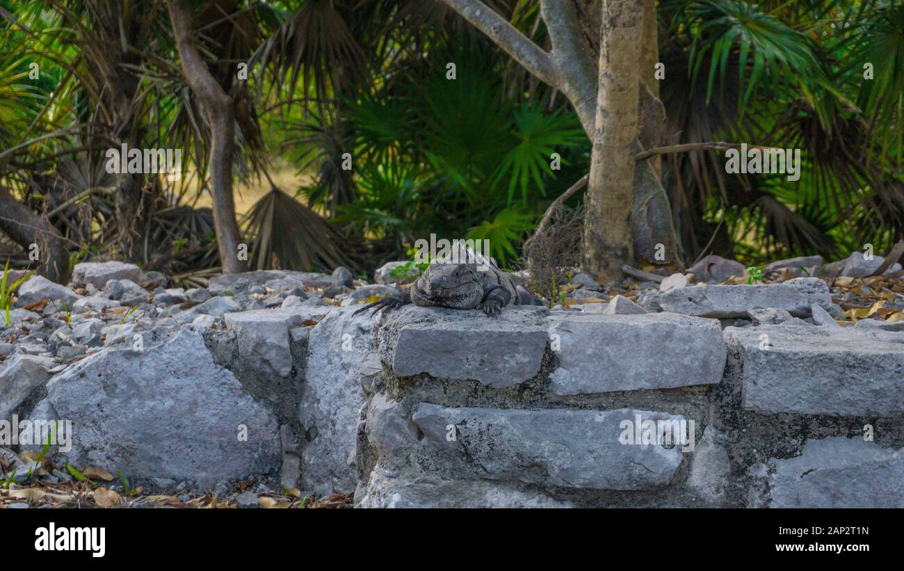 Iguana en frente de las ruinas mayas de Tulum, Yucatán, México Foto de stock