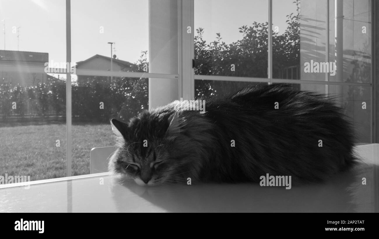 Los cabellos largos cat en relajarse ourdoor, hipoalergénica mascota de raza siberiano Foto de stock