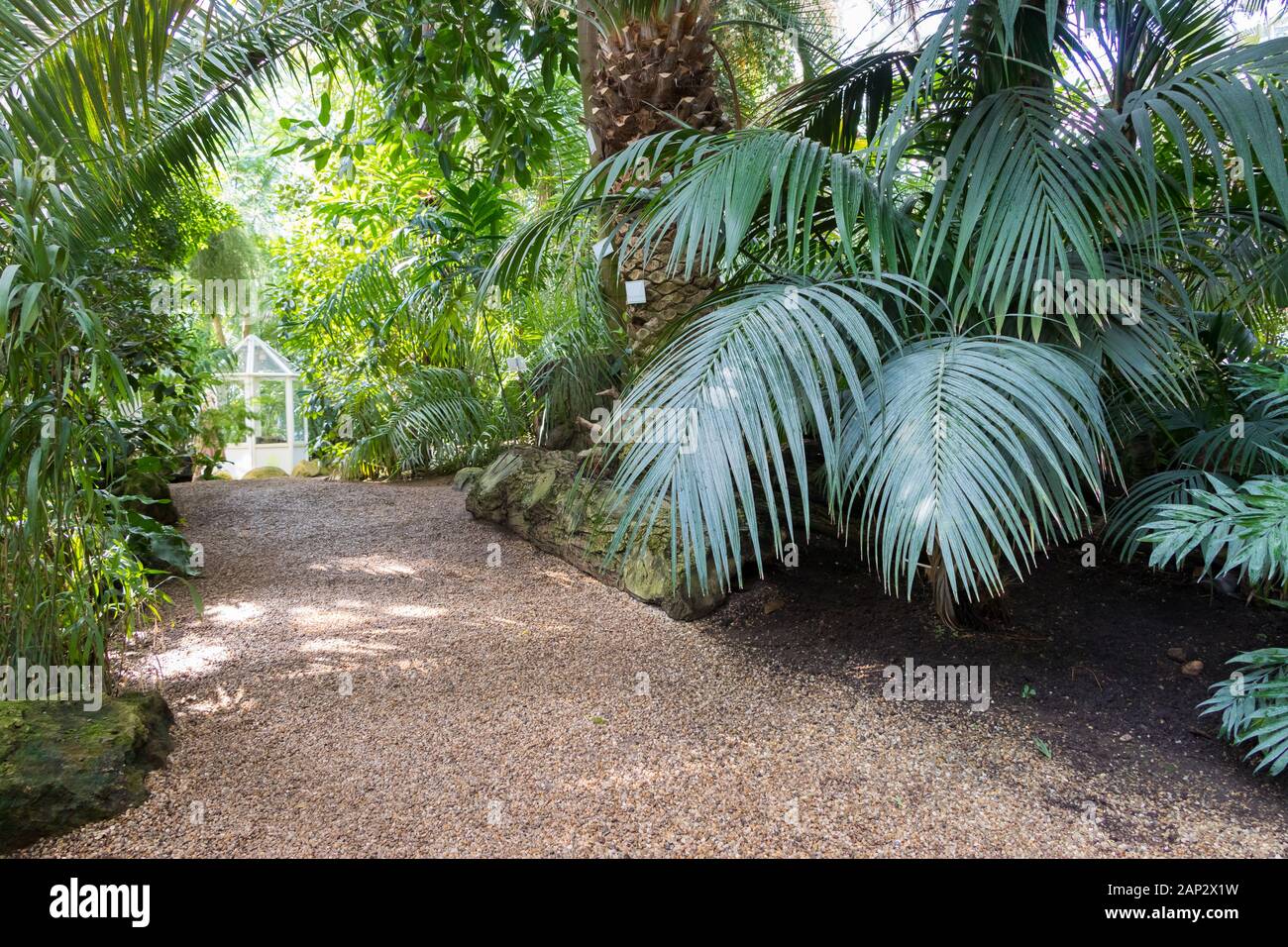 Camino a través del jardín botánico de Viena Palmenhaus con plantas y árboles tropicales, Austria Foto de stock