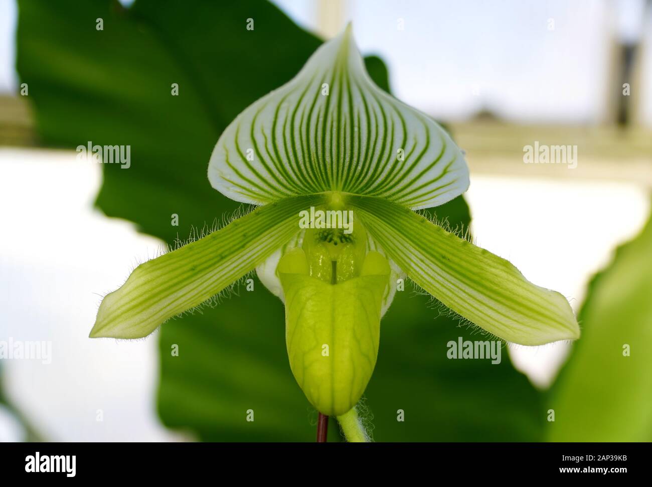 Hermosa flor de orquídea de color verde lima y blanco paphiopedilum  Fotografía de stock - Alamy