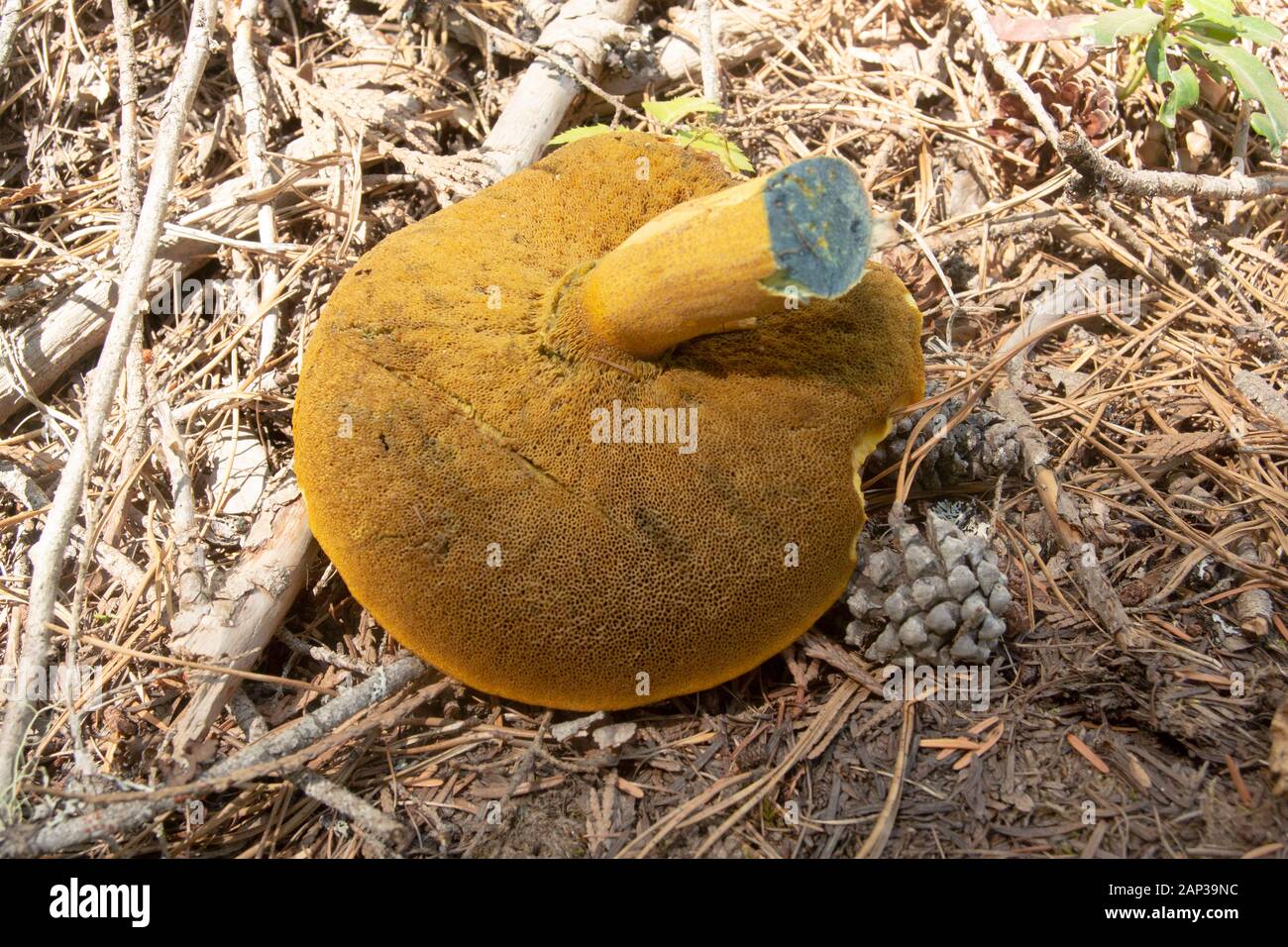Suillus tomentosus. Un antiguo Jack Mushroom de color azul que se tiñe bajo coníferas mixtas en las montañas Cabinet, en el Condado de Lincoln, Montana Foto de stock