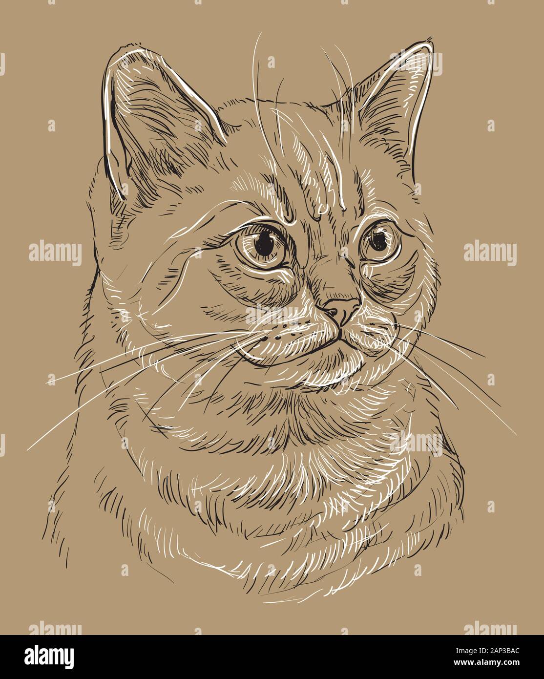 Gato Dibujo A Lapiz Fotos E Imagenes De Stock Pagina 7 Alamy