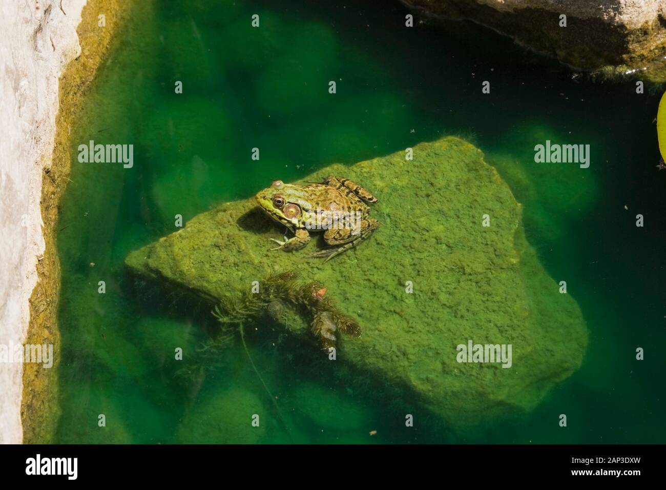 Primer plano de Rana clamitans - Rana verde descansando sobre un roca cubierta de Chlorophyta - Algae verde en un estanque a finales de la primavera Foto de stock