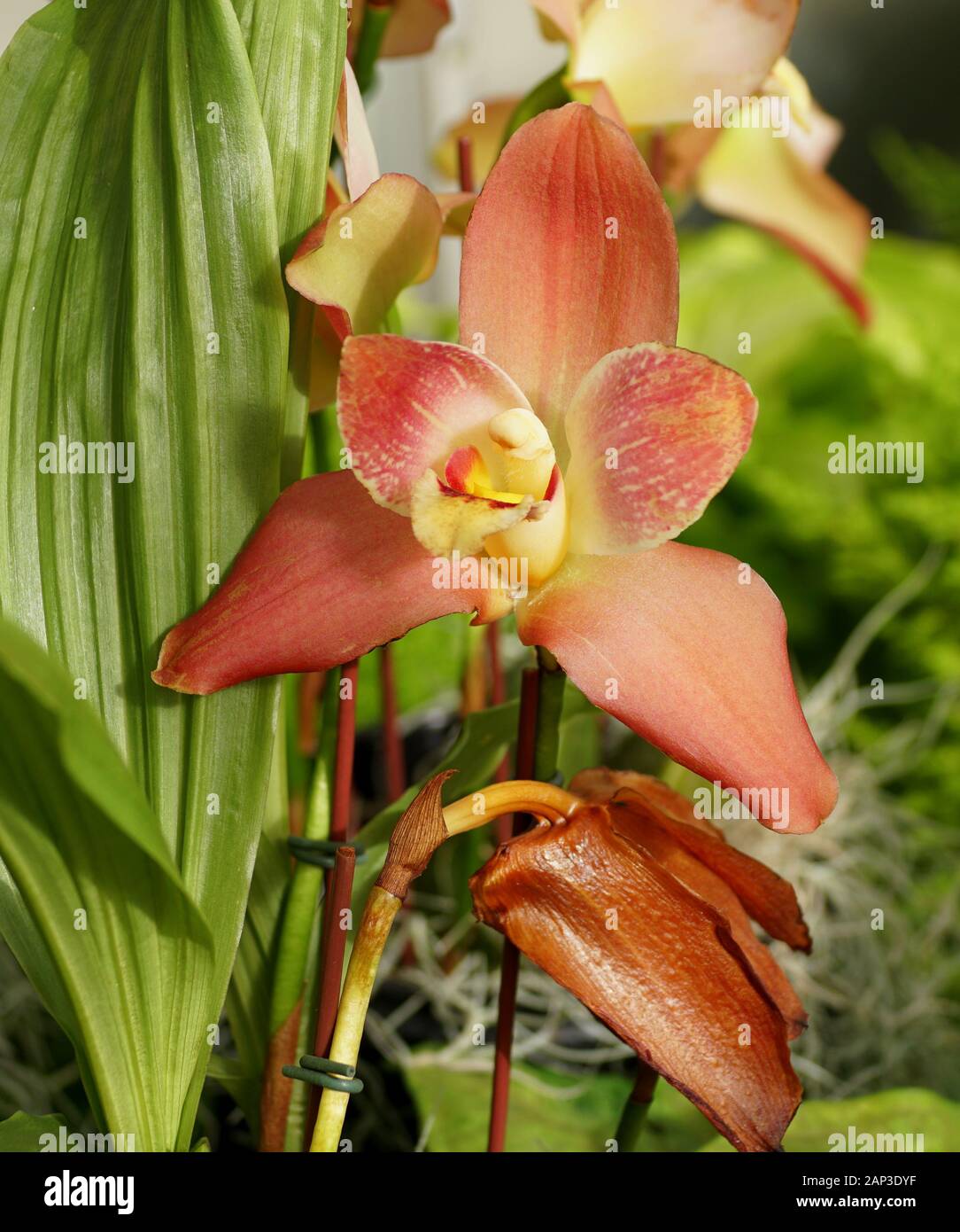 Una hermosa joya roja Lysudamuloa orquídeas 'bebé Rojo' Fotografía de stock  - Alamy