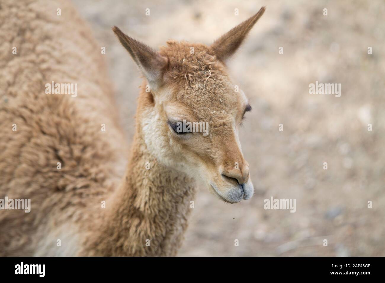 Retrato joven patagónico Lama Guanaco, américa del Sur, animales salvajes Foto de stock