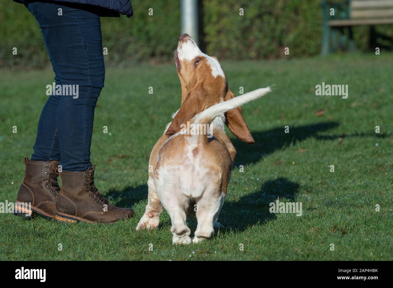 Basset Hound Dog con el propietario va de paseo Foto de stock