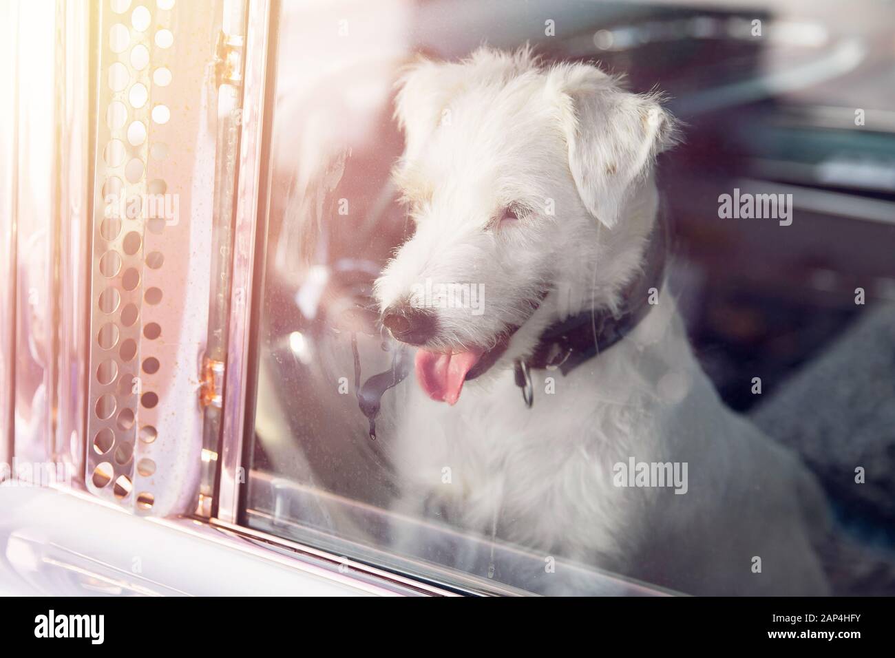 Quejumbroso Fotos E Imagenes De Stock Alamy