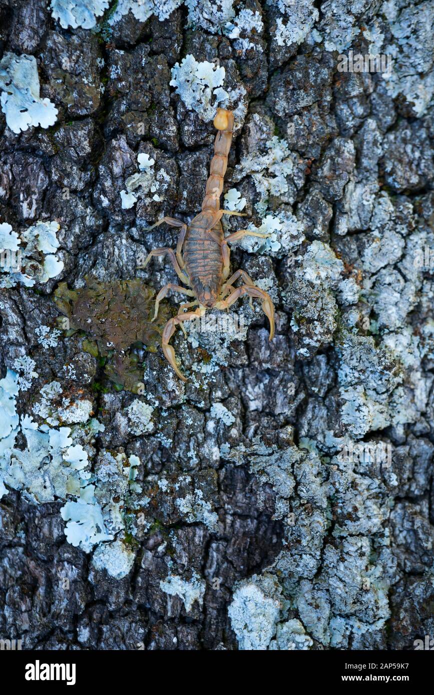 Escorpion Fotos E Imagenes De Stock Alamy