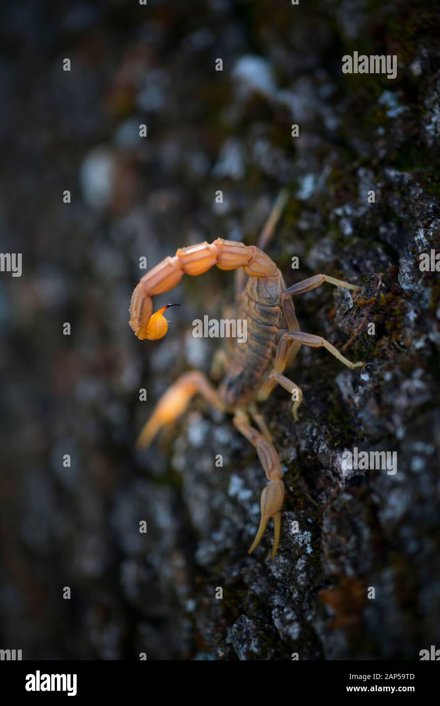 Escorpion Fotos E Imagenes De Stock Alamy