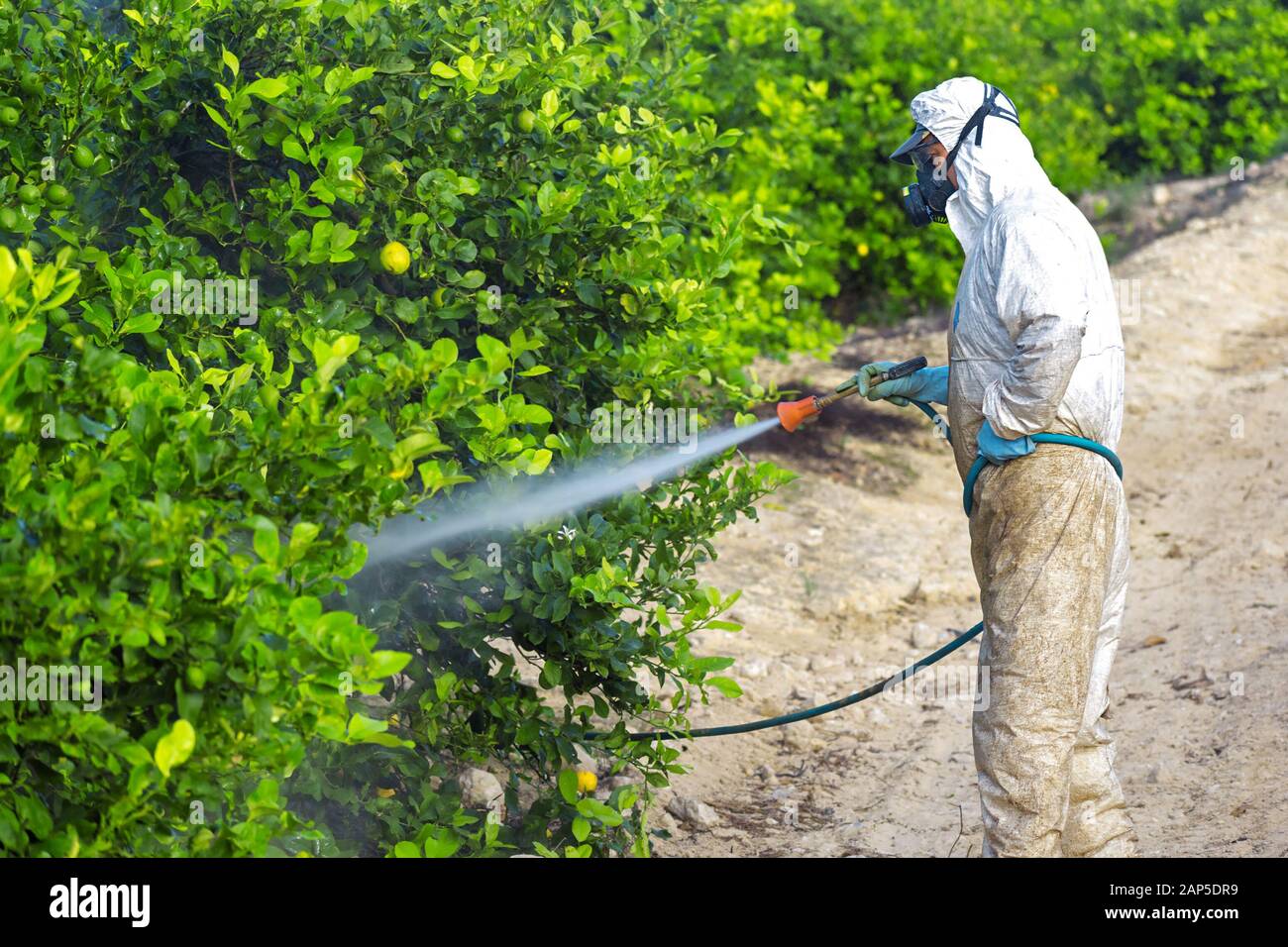 Fumigación de insecticidas de malezas. La agricultura ecológica orgánica.  Aplicar los plaguicidas, el uso de pesticidas en la fruta limón en el  cultivo de plantaciones agrícolas, España. Hombre Fotografía de stock -