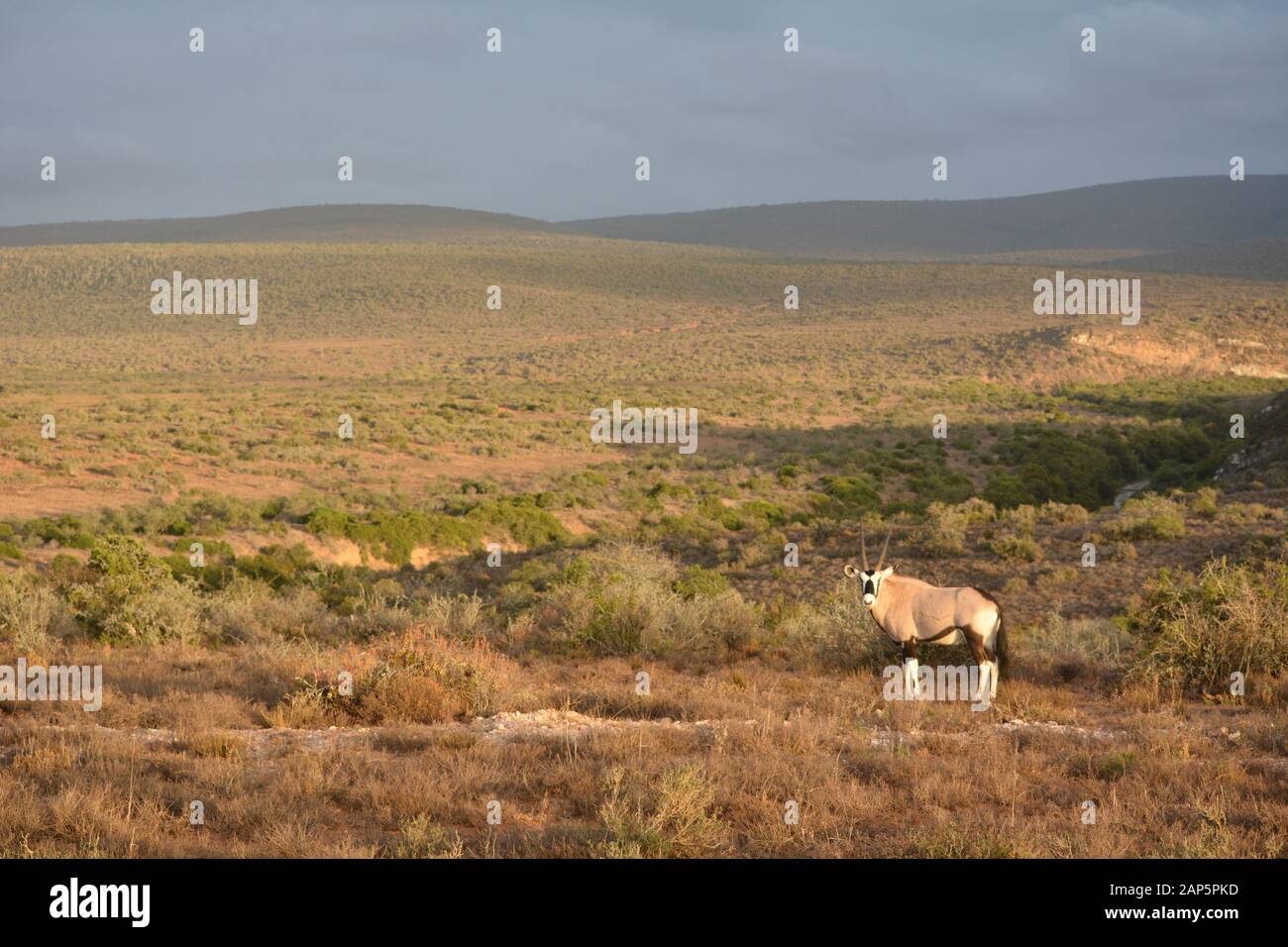 Un Gemsbok en las llanuras africanas por la mañana Foto de stock