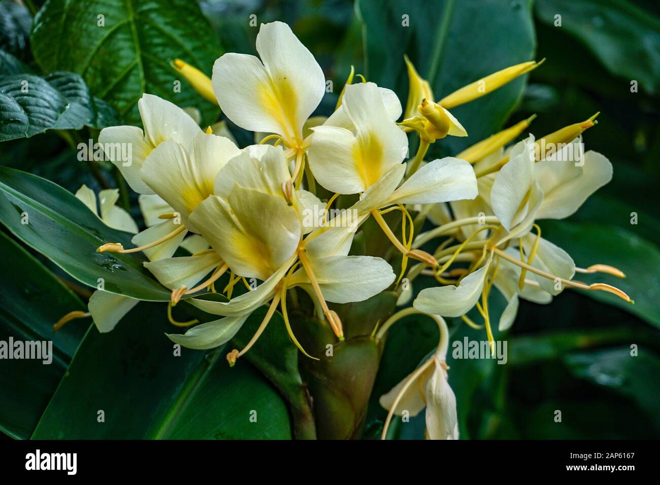 Ramo blanco de flores tropicales perfumadas de la variedad Hedychium coronarium que crecen en la selva tropical 'el Yunque' en la isla de Puerto Rico. Foto de stock
