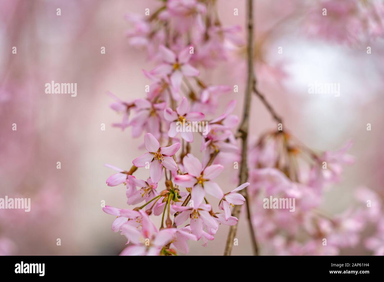 Primer plano flor hermoso rosa cereza flores ( sakura ) en primavera día soleado. Belleza de fondo natural Foto de stock