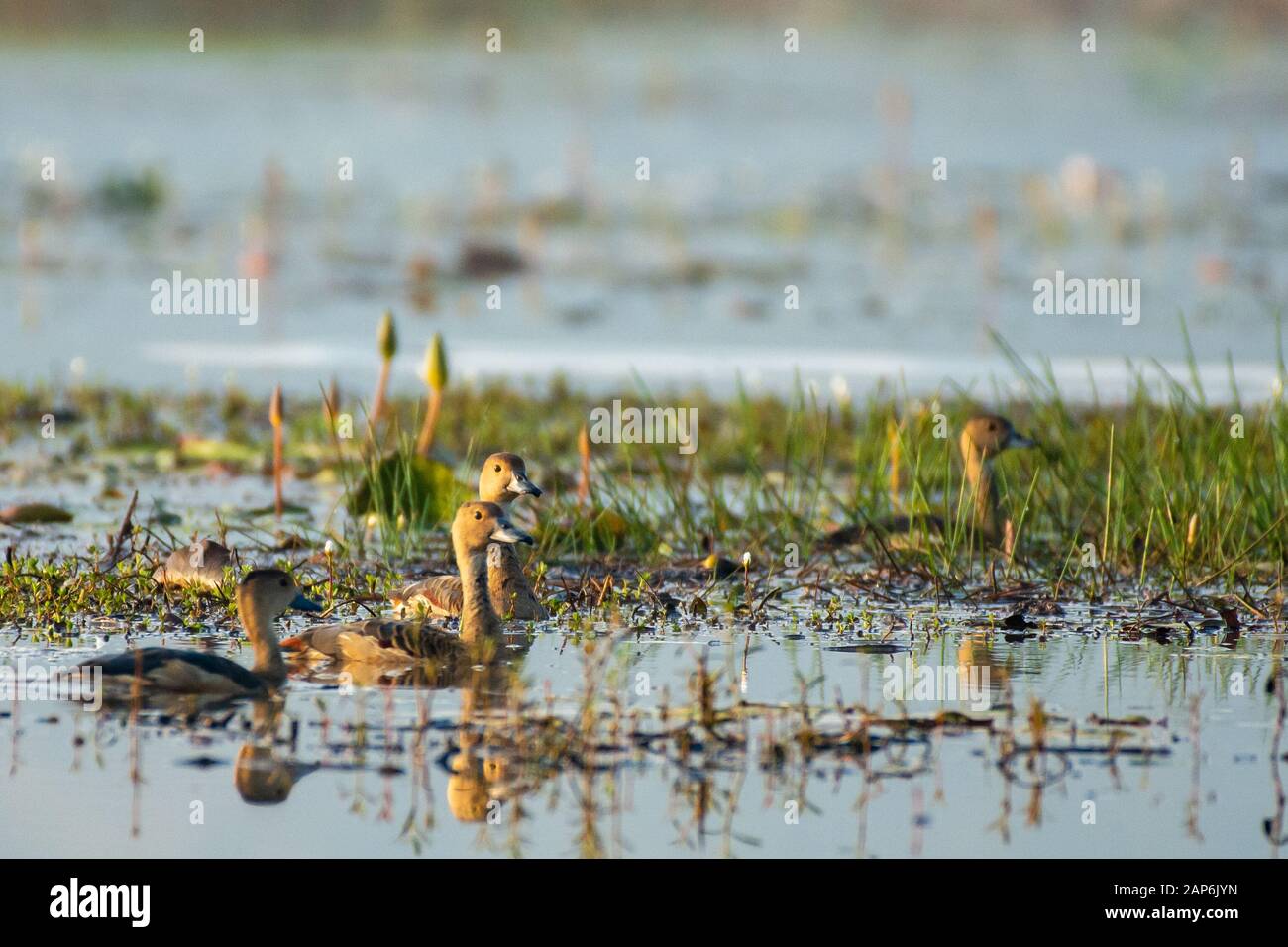 Un rebaño de pato Silbante en Vellayani Foto de stock
