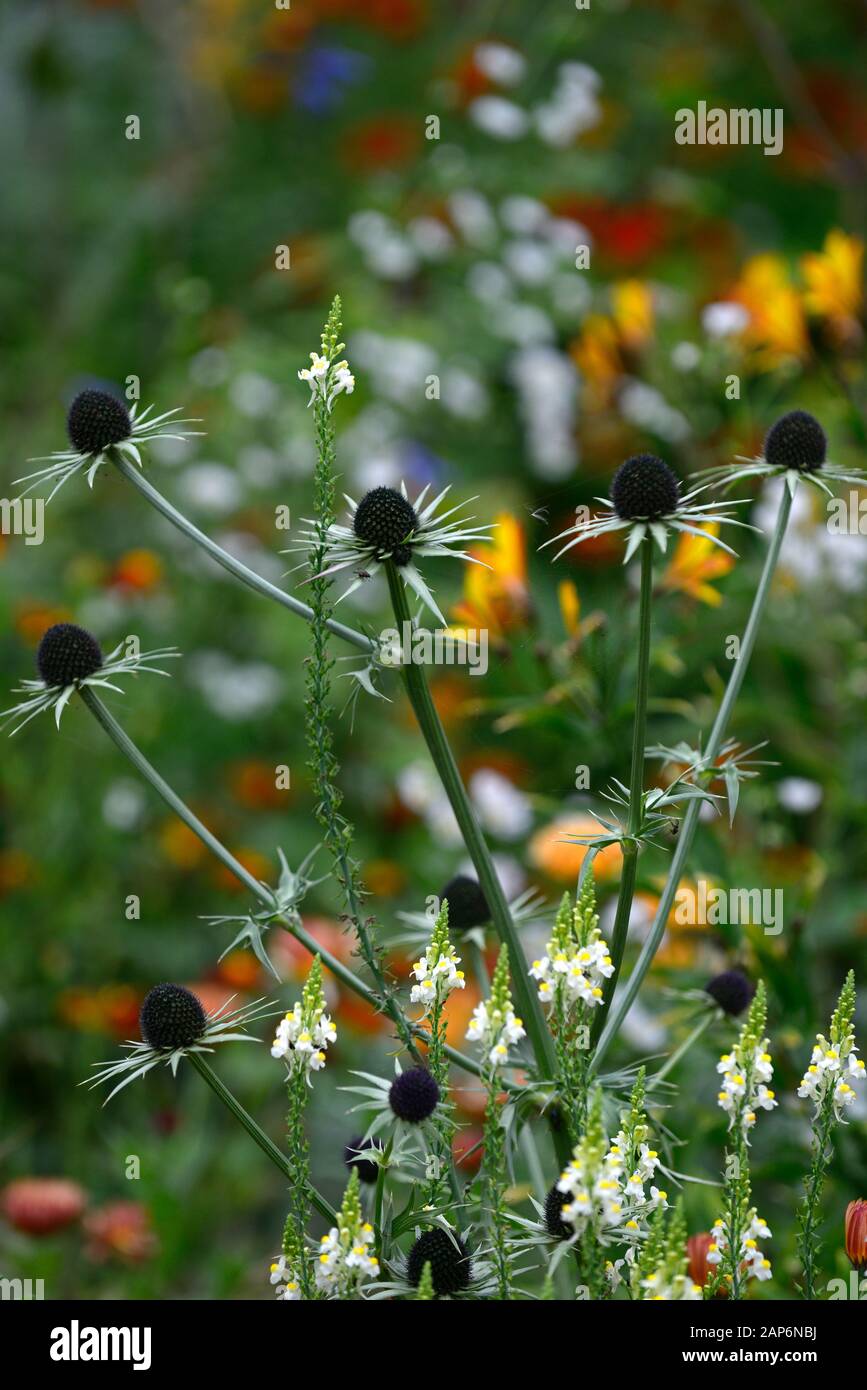 eryngium guatemalense,flores,flores,borde mixto,RM Floral Foto de stock