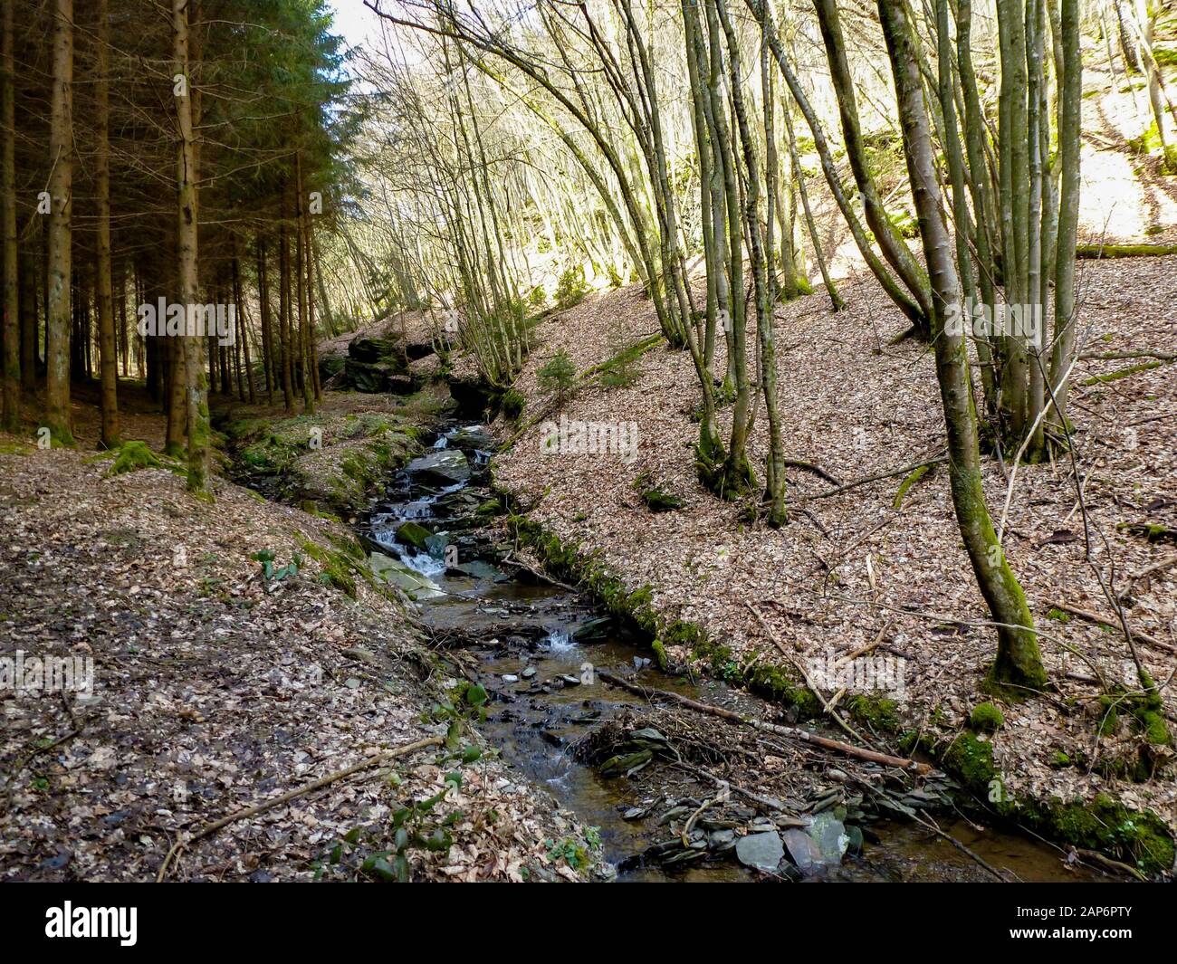 Stream a través del bosque en Ardennen, Bélgica Foto de stock