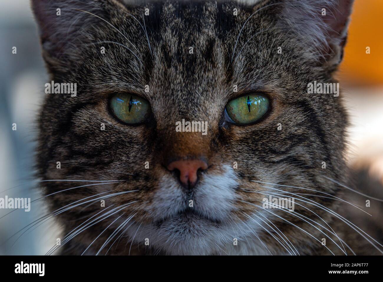 Primer plano de una cara de gatos mientras mira en la lente de la cámara. Foto de stock