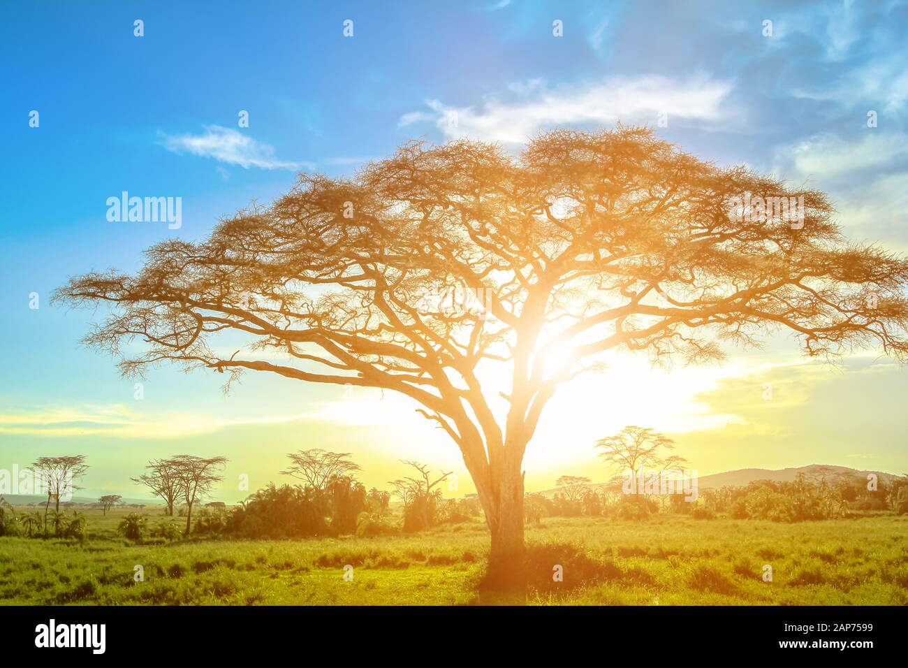 Acacia africana al amanecer en la sabana africana del Serengueti wildlife area de Tanzania, África Oriental. Escenas de safari africano en el Serengeti Foto de stock