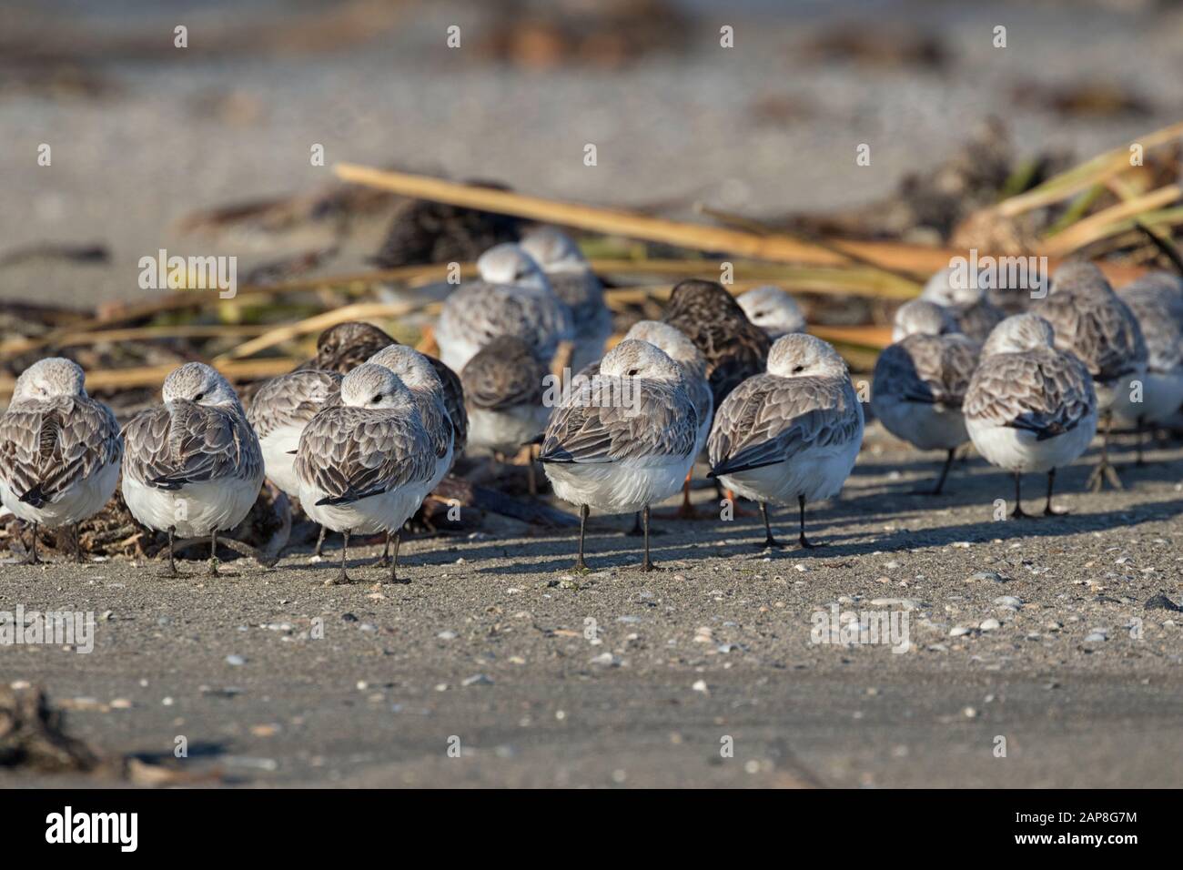 El pequeño rebaño de los sanderlings que se esconden del ala tormentosa detrás del montón de hierba en la playa de arena, Foto de stock