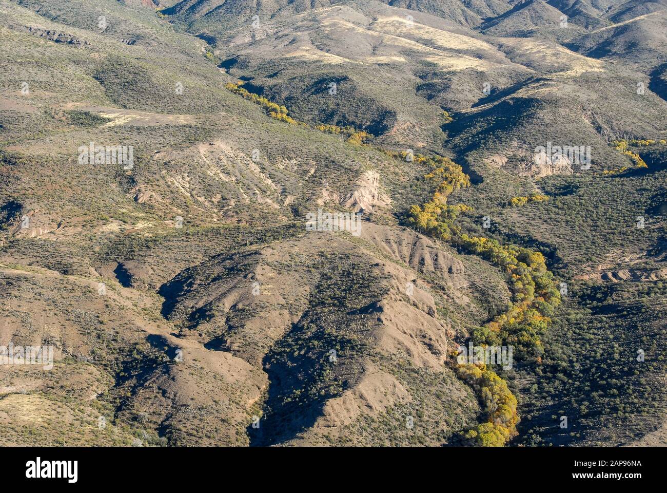 Vista aérea en helicóptero de los árboles de madera de algodón que serpenteaban a lo largo de la Vista aérea en helicóptero de los árboles de madera de algodón que serpenteaban a lo largo de la