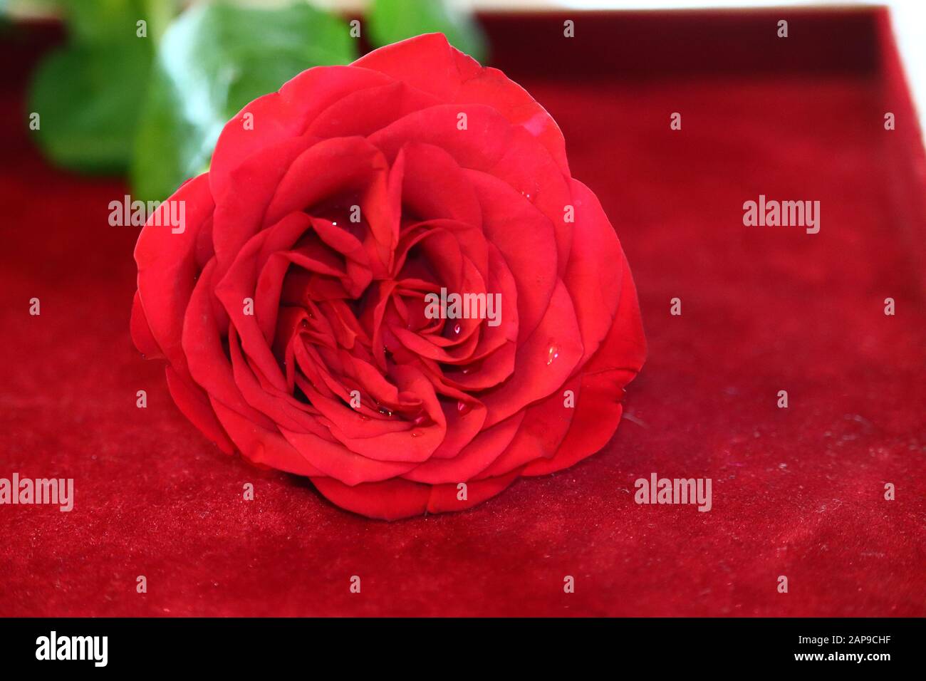 Rosa roja en fondo romántico con gota de agua sobre fondo borroso Foto de stock