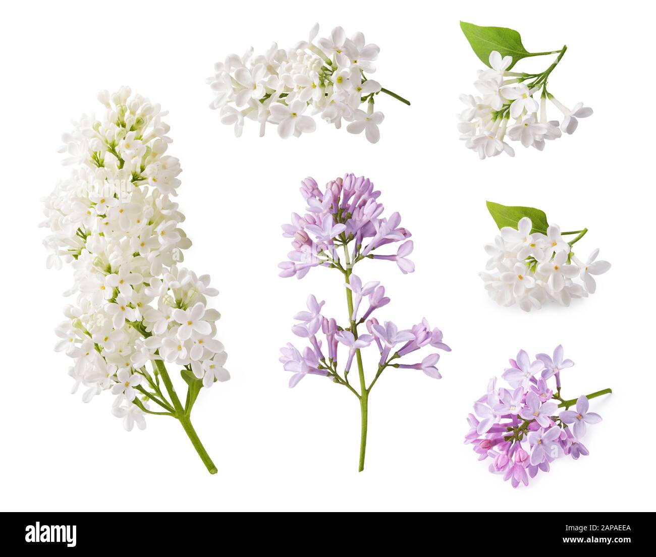 Conjunto de floración lila. Ramos de flores lila aislado sobre fondo blanco. Foto de stock