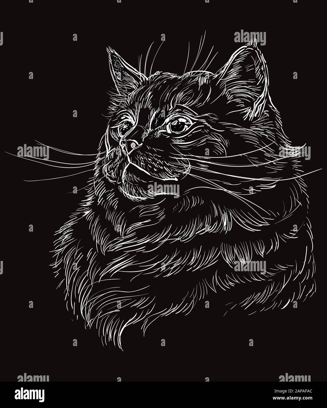 Vector Dibujo A Mano Retrato De Ragdoll Gato En Color Blanco Retrato Retro Monocromo Realista Del Gato Ilustracion Vector Vintage Aislada En Negro Imagen Vector De Stock Alamy