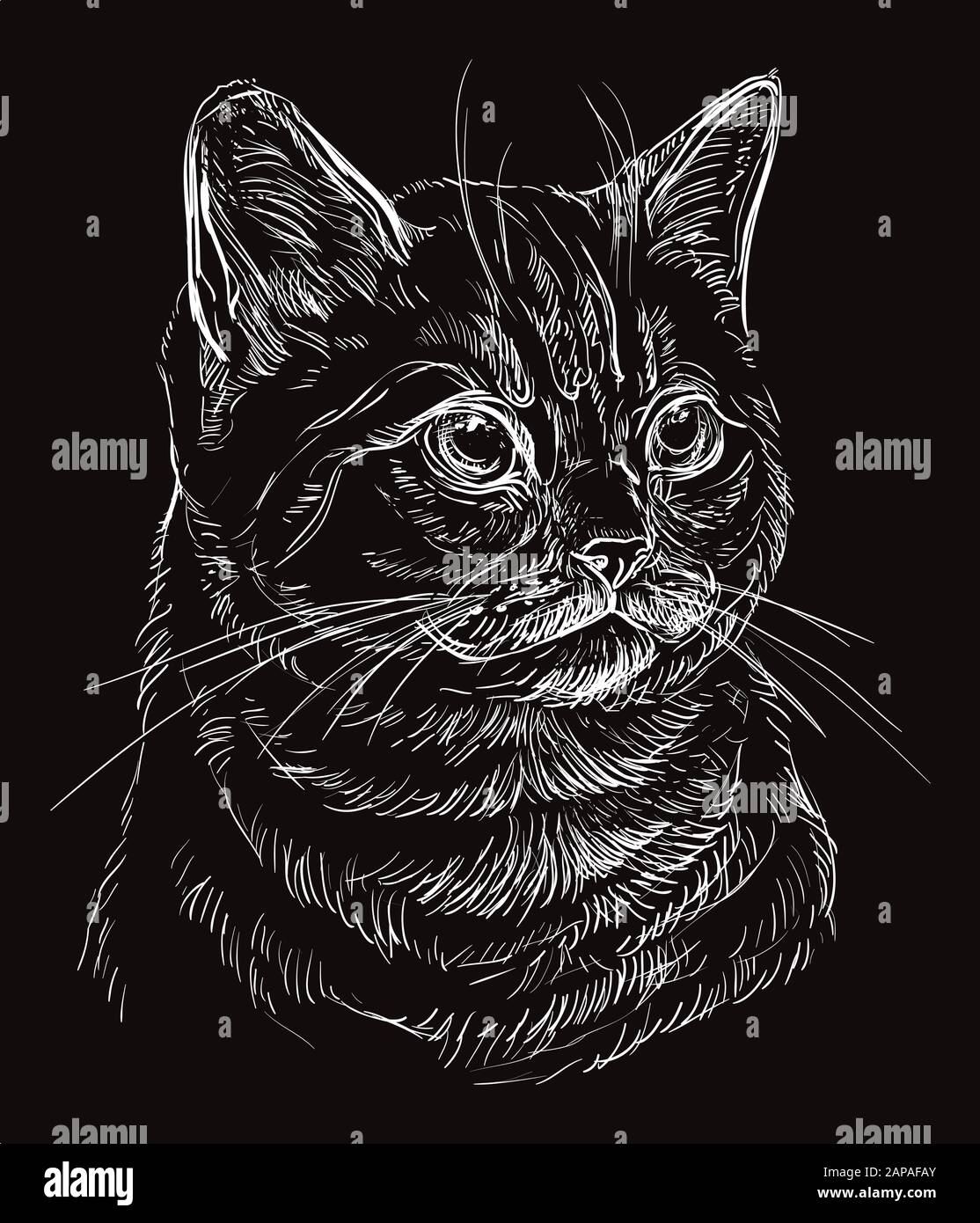 Gato Dibujo A Lapiz Fotos E Imagenes De Stock Pagina 6 Alamy