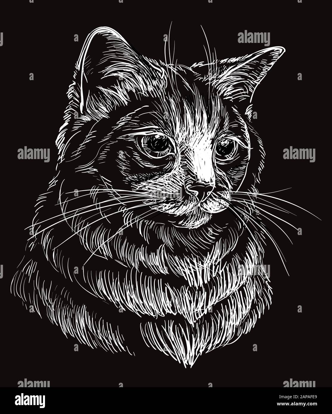 Dibujo De Gato Negro Fotos E Imagenes De Stock Alamy