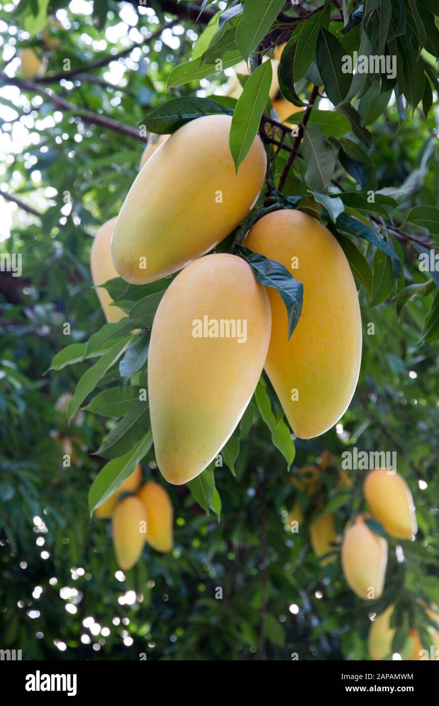 Frutos de mango en ramas colgantes de árboles Foto de stock