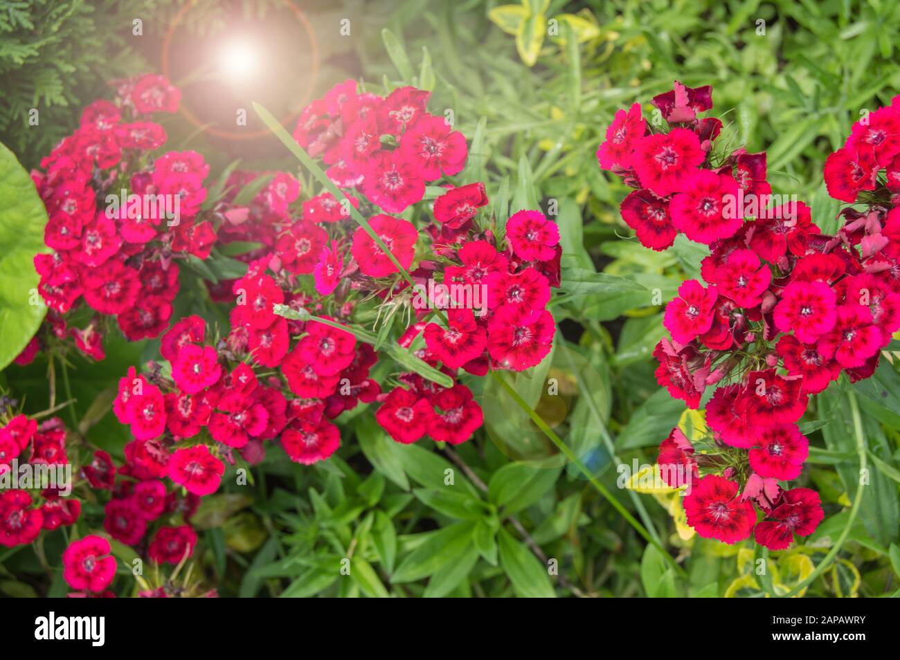 Flor Dianthus chinensis clavel rojo chino, creciendo en un lecho de flores  en el abierto, en un día soleado de verano, luz y deslumbramiento  Fotografía de stock - Alamy