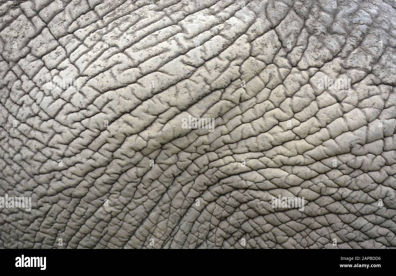 Primer plano de una piel de elefantes africanos Foto de stock