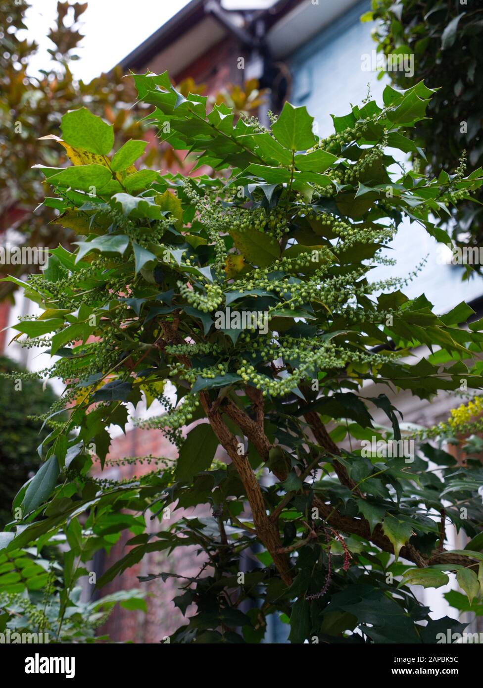 Mahonia media arthur menzies fotografías e imágenes de alta resolución