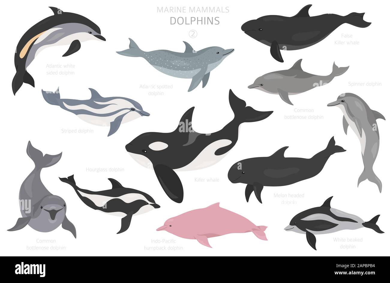 Delfines establecidos. Colección de mamíferos marinos. Diseño de dibujos animados de estilo plano. Ilustración vectorial Ilustración del Vector