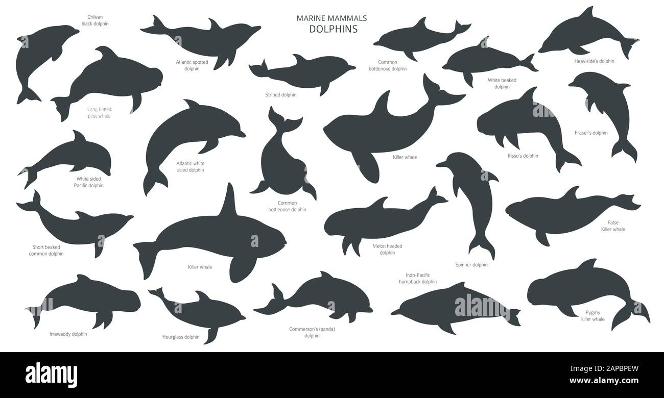 Conjunto de siluetas de delfines. Colección de mamíferos marinos. Diseño de dibujos animados de estilo plano. Ilustración vectorial Ilustración del Vector