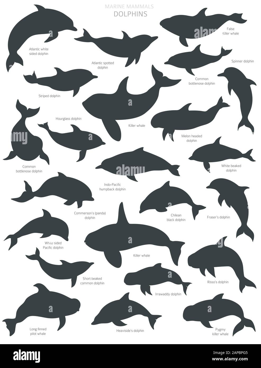 Conjunto de siluetas de delfines. Colección de mamíferos marinos. Diseño de dibujos animados de estilo plano. Ilustración vectorial Ilustración del Vector