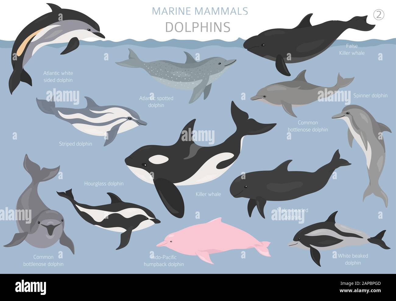 Delfines establecidos. Colección de mamíferos marinos. Diseño de dibujos animados de estilo plano. Ilustración vectorial Ilustración del Vector