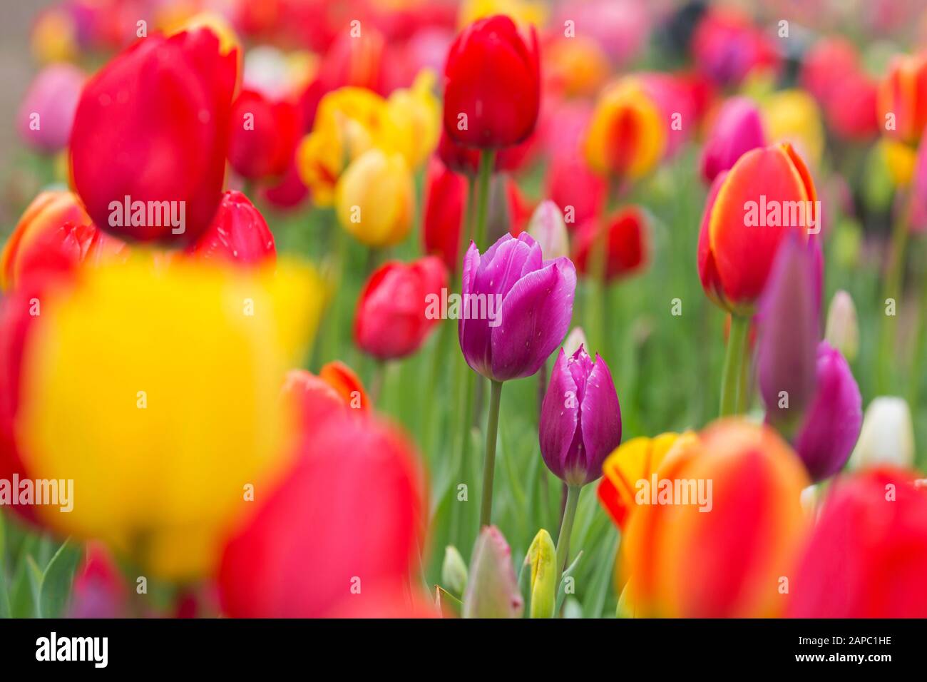 Campo con tulipanes de colores (Tulipa SPEC) en flor en primavera Foto de stock